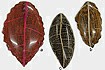 Laminated Skeleton Leaves