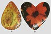 Floral Decal Prints