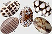 Family Of Conus Shells Cut Into Pendants