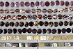 Conus Shells Pasted Back To Back Into Beads